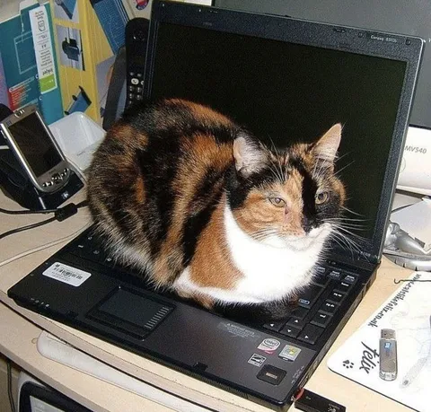 Кошка заняла ноутбук