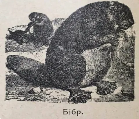 Бібр на березі