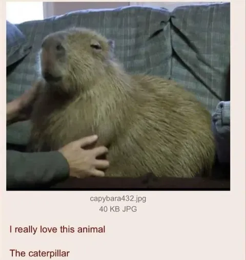 The Caterpillar Capybara