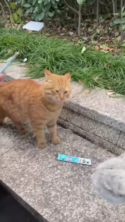 Коты пробуют голубую ленту