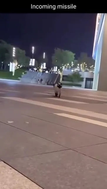 Incoming Cat Missile