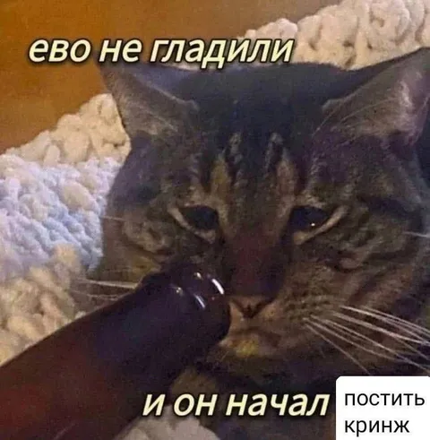 Кот, которого не гладили