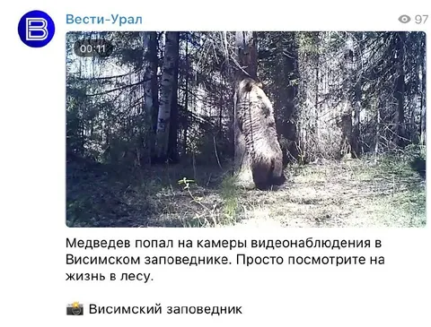 Медведь попал на камеры