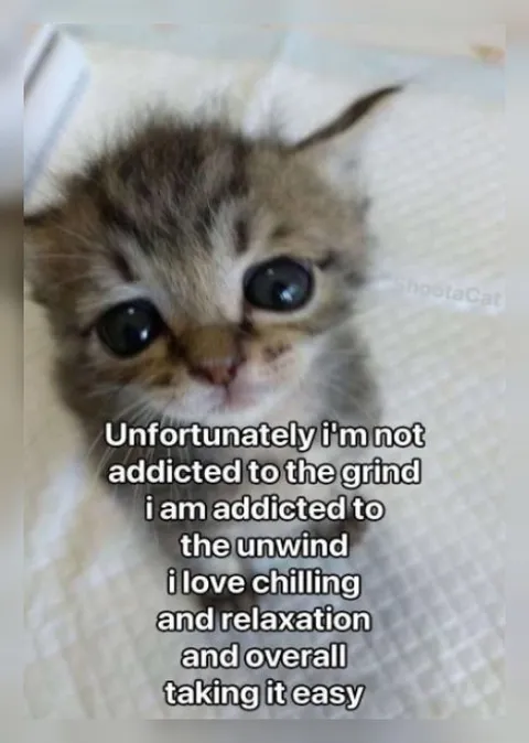 Kitten Addicted to Relaxation