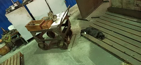 Коты на рабочем складе