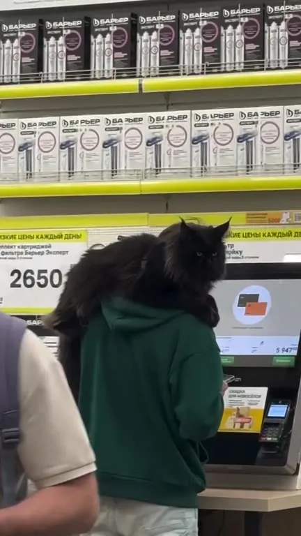 Кот на самообслуживании