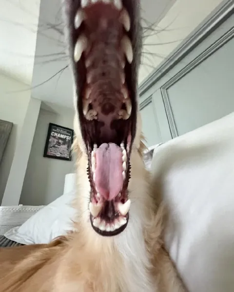 Upside-Down Dog Screaming