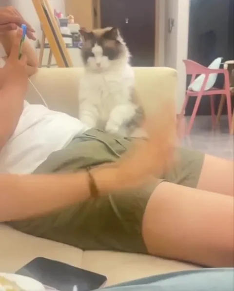 Кот уверенно занял человека