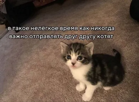 Отправляйте друг другу котят