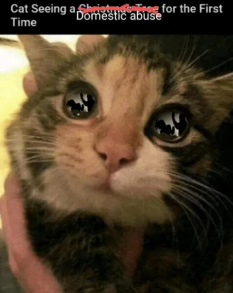 Cat Sees Domestic Abuse