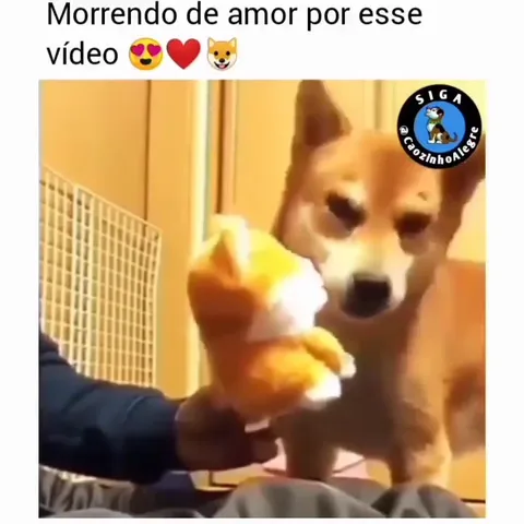 Cachorro se apaixona pelo brinquedo