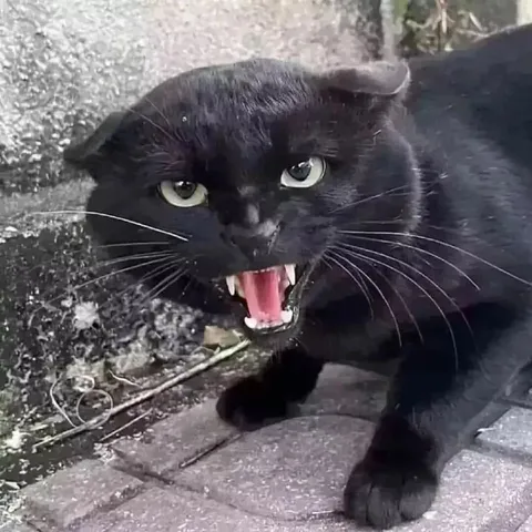 Чёрный кот яростно шипит