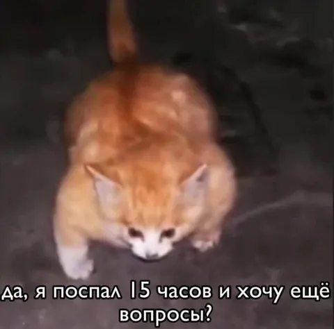 Кот спал 15 часов