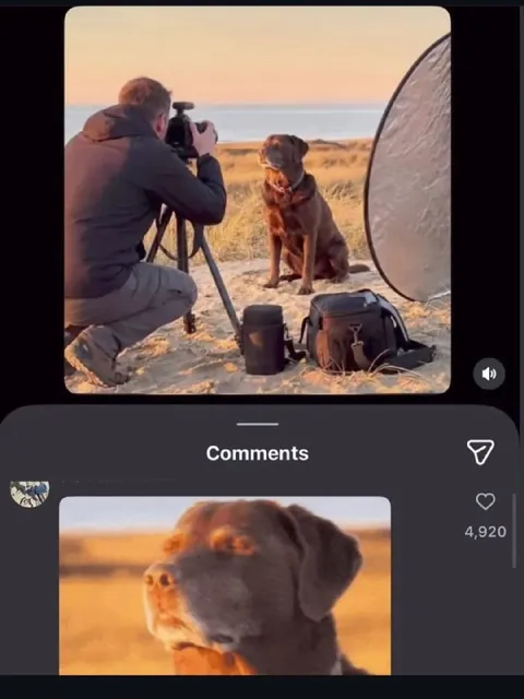 Собака на фотосессии