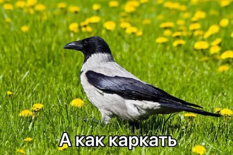 А как каркать