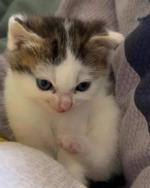 Серьёзный котёнок с лапкой