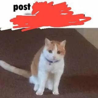 Post-Redaction Cat