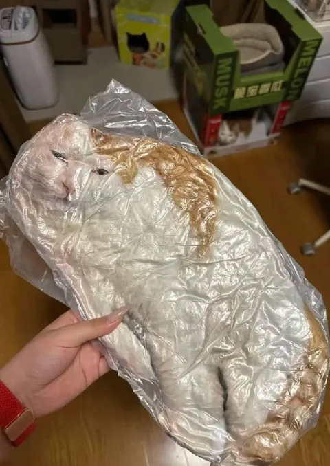 Кот в вакуумной упаковке