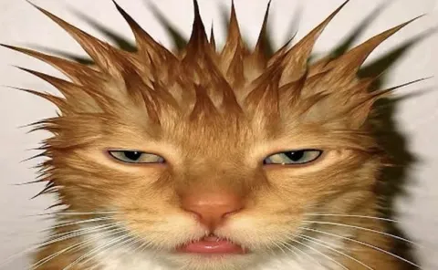 Колючий недовольный кот
