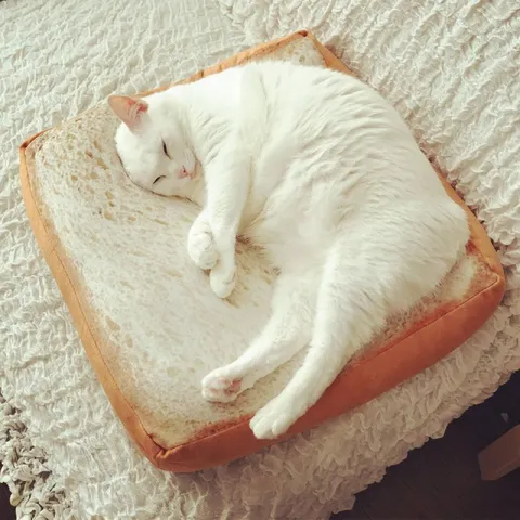 Кот лежит на хлебе
