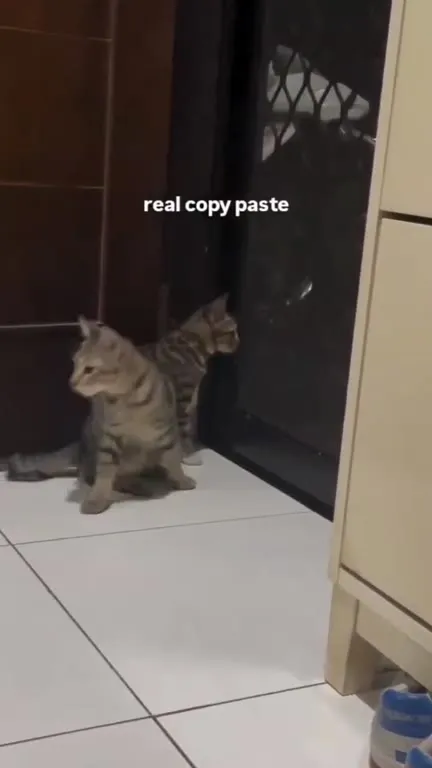 Real Copy Paste Cats