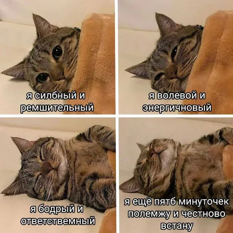 Кот обещает встать через пять минут