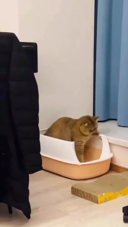 Кот пытается выбраться из лотка