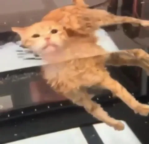 Кот играет на пианино