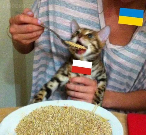 Кот ест макароны с флагом Польши