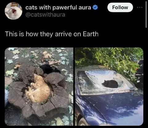 Cats Arrive on Earth