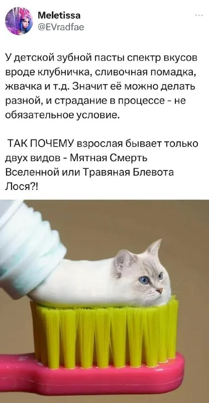 Котёнок на зубной щётке