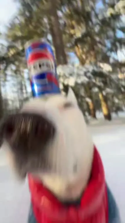 Собака с Pepsi на голове