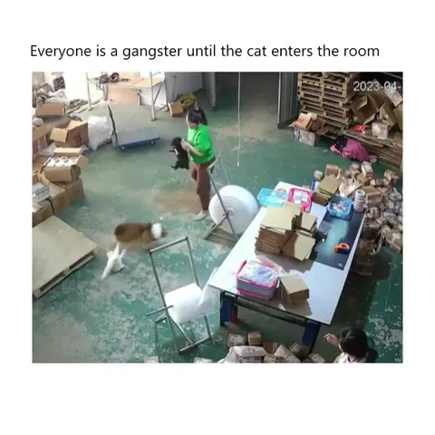 Everyone Is a Gangster Until the Cat