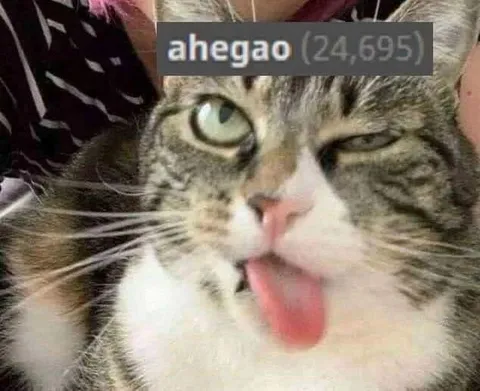 Ahegao Cat Reaction