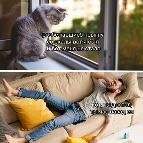 Кот снова требует есть