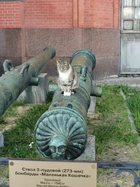 Кошечка на старинной бомбарде