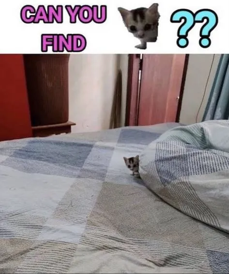 Can You Find the Cat