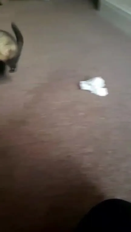 Ferret Steals the Chocolate