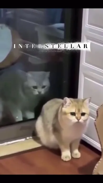 Кот и его отражение в Interstellar