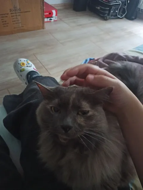 Кот не поделился паштетом