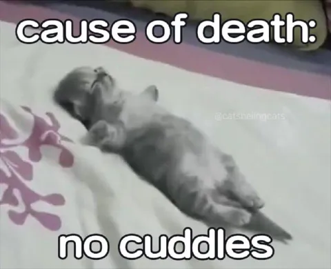 Cat Dies Without Cuddles