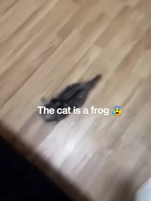 The Cat Is a Frog