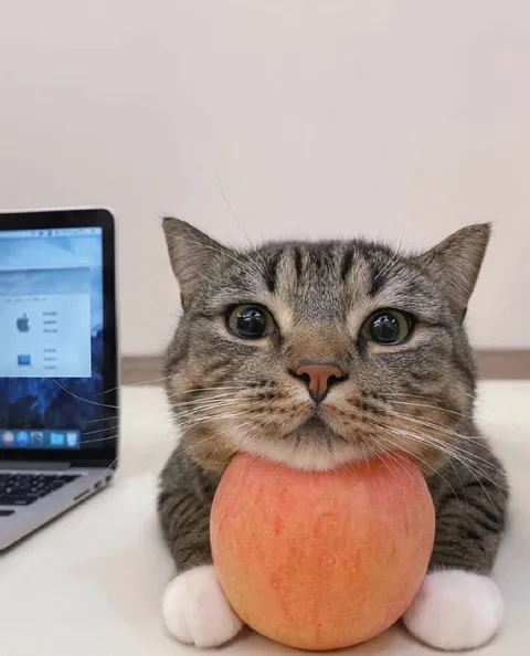 Кот с яблоком