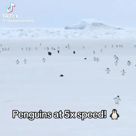 Penguins at 5x Speed