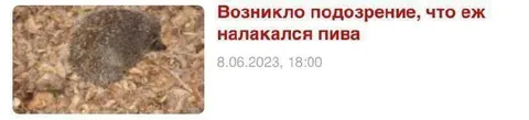 Ёж налакался пива