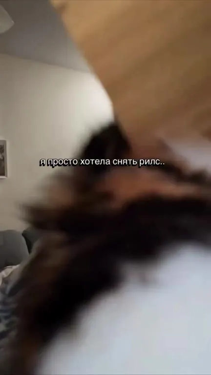 Хотела снять рилс, но кот помешал
