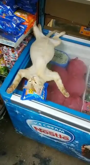 Кот уснул в морозилке