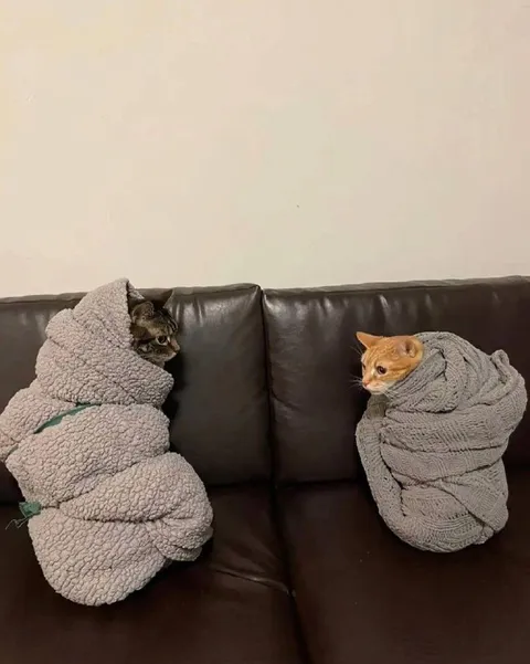Коты, завернутые в полотенца