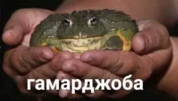 Гамарджоба лягушка