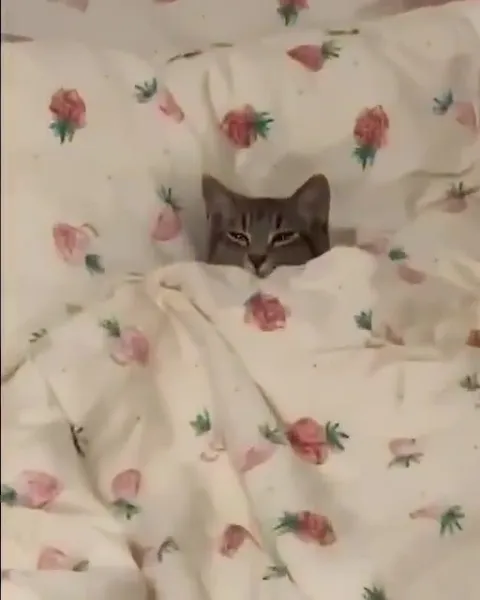 Котик прячется под одеялом